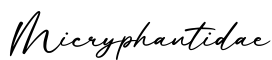 单词Micryphantidae书写