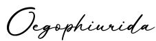 单词Oegophiurida书写