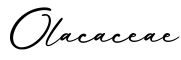 单词Olacaceae书写