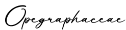 单词Opegraphaceae书写