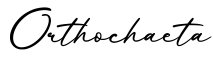 单词Orthochaeta书写