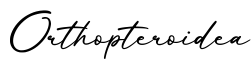 单词Orthopteroidea书写