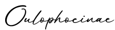 单词Oulophocinae书写