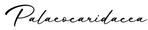 单词Palaeocaridacea书写