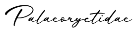 单词Palaeoryctidae书写