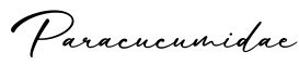 单词Paracucumidae书写