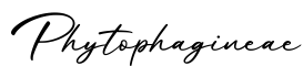 单词Phytophagineae书写