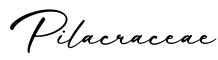 单词Pilacraceae书写