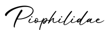 单词Piophilidae书写