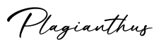 单词Plagianthus书写