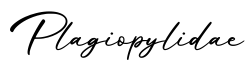 单词Plagiopylidae书写
