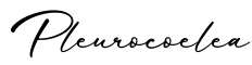 单词Pleurocoelea书写