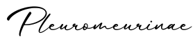 单词Pleuromeurinae书写