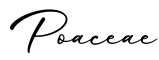 单词Poaceae书写