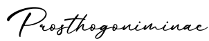 单词Prosthogoniminae书写