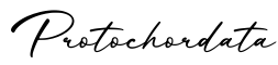 单词Protochordata书写