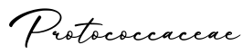 单词Protococcaceae书写