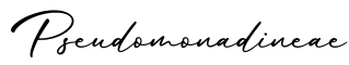 单词Pseudomonadineae书写