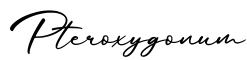 单词Pteroxygonum书写