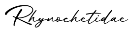 单词Rhynochetidae书写