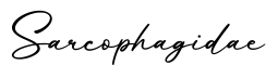单词Sarcophagidae书写