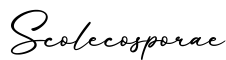 单词Scolecosporae书写