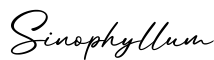 单词Sinophyllum书写