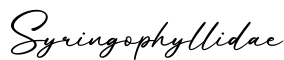 单词Syringophyllidae书写