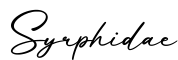 单词Syrphidae书写