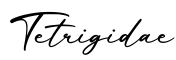 单词Tetrigidae书写
