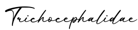 单词Trichocephalidae书写