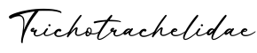 单词Trichotrachelidae书写
