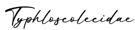 单词Typhloscolecidae书写