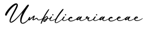 单词Umbilicariaceae书写