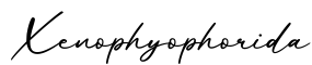 单词Xenophyophorida书写