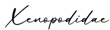 单词Xenopodidae书写