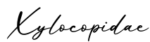 单词Xylocopidae书写