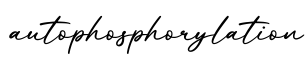 单词autophosphorylation书写