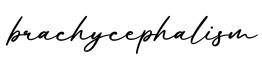 单词brachycephalism书写