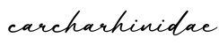 单词carcharhinidae书写
