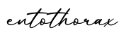 单词entothorax书写