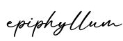 单词epiphyllum书写