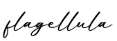 单词flagellula书写