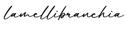 单词lamellibranchia书写