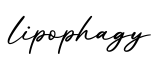 单词lipophagy书写
