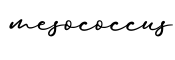 单词mesococcus书写