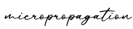单词micropropagation书写