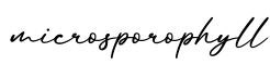 单词microsporophyll书写