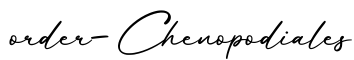 单词order-Chenopodiales书写