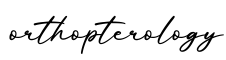 单词orthopterology书写